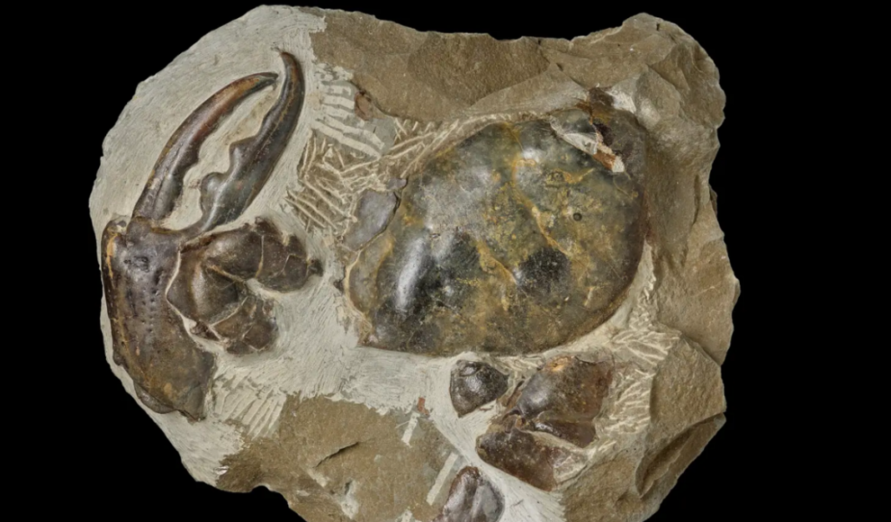 Fossil einer Krebsschere von Pseudocarcinus karlraubenheimeri