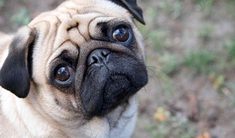 Bei Mensch und Tier: Hundeblick setzt Kuschelhormon Oxytocin frei