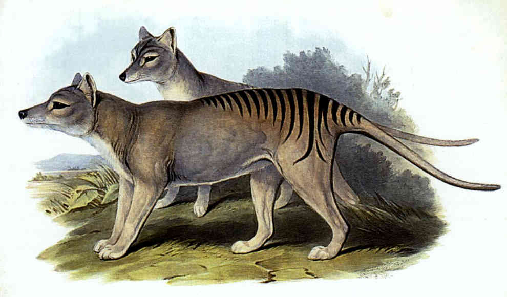 Tasmanische Tiger