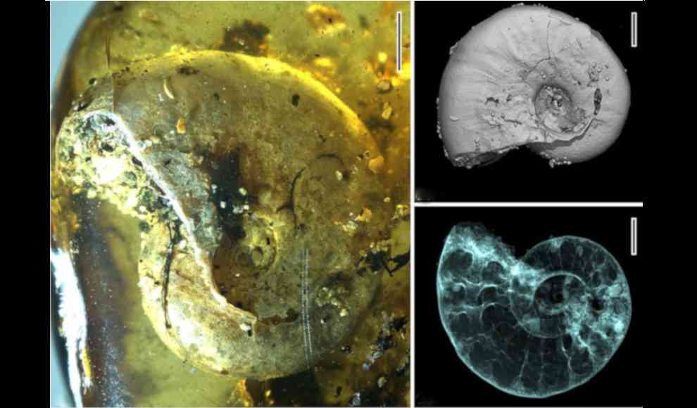Erstmals 99 Millionen Jahre alter Ammonit in Bernstein gefunden