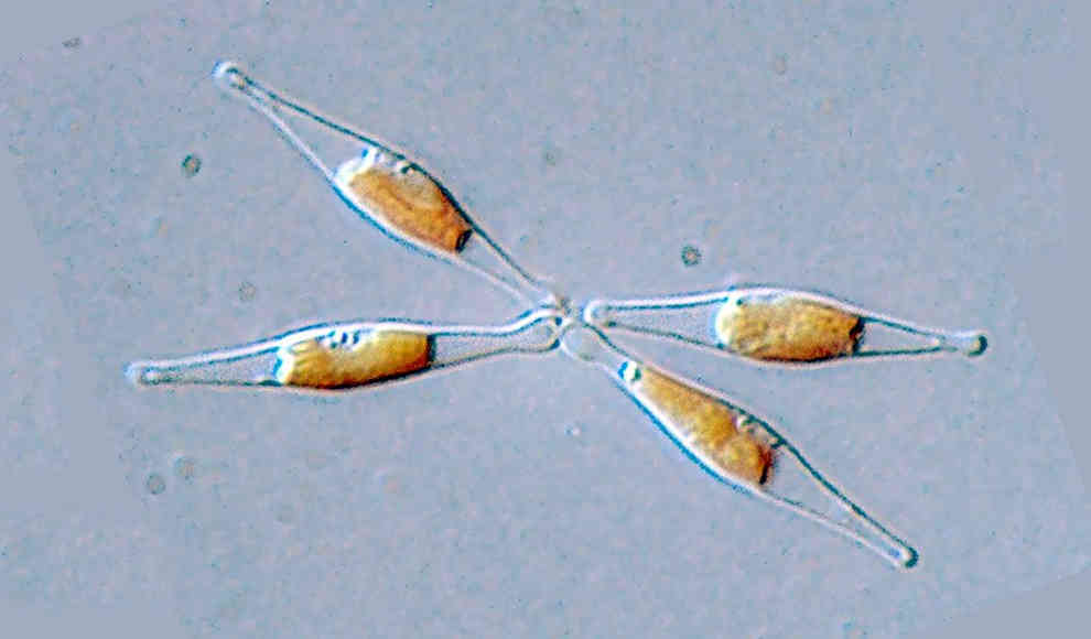 Kieselalge Phaeodactylum tricornutum