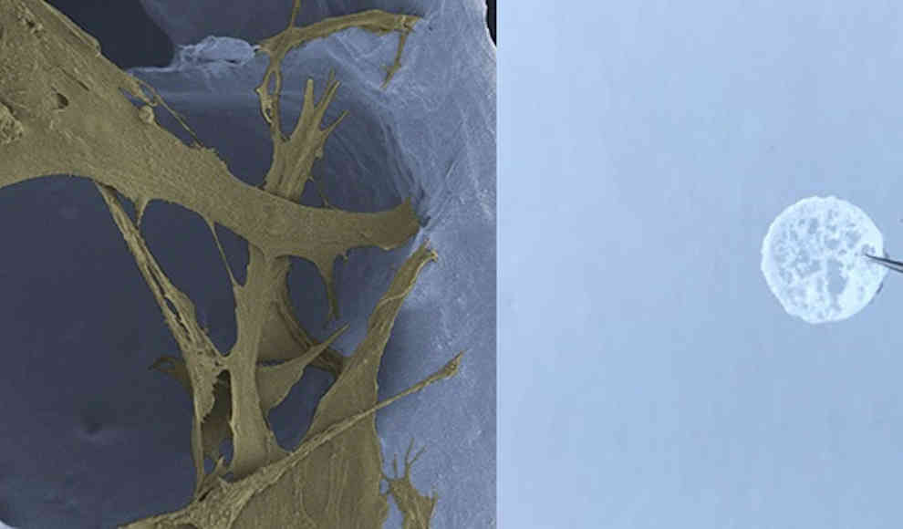 Polymermembran (rechts) | Gerüst für Zellen unter dem Mikroskop (links)