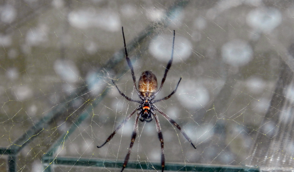 Spinnenseide als Füllmaterial für Nervenleitschienen 