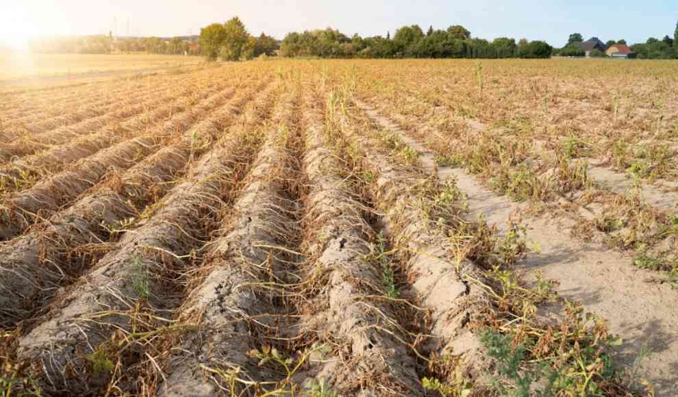 Klimawandel belastet die Landwirtschaft